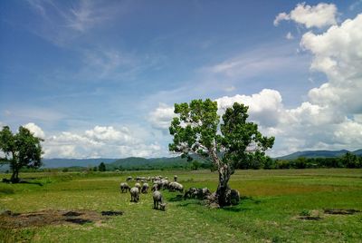 Cattle grazing on field against sky