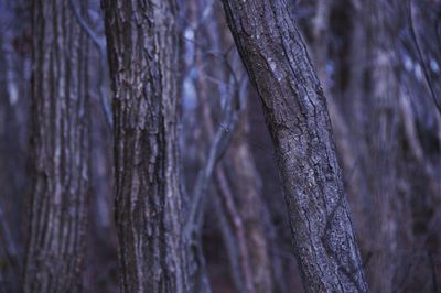 Close-up of trees at forest