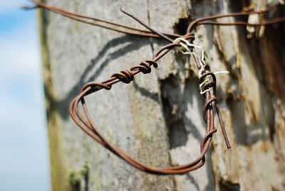 Close-up of rusty chain on tree trunk