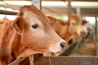 Close-up of cow