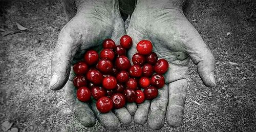 Close-up of red chili peppers