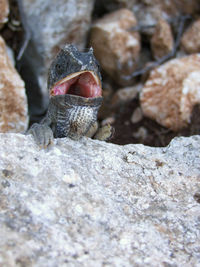 Close-up of lizard on rock at beach