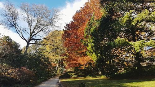 Trees against sky during autumn