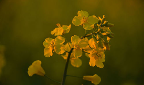 Close-up of yellow flower