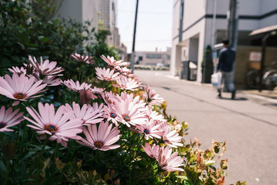 Close-up of flowering plants on street