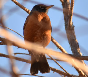 Low angle view of bird perching on branch against sky