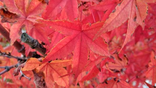 Close-up of red maple leaves on branch