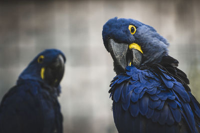 Blue birds perching outdoors