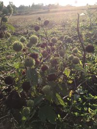 Close-up of flowering plants on field