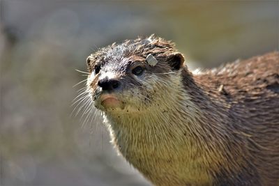 Close-up of an animal 