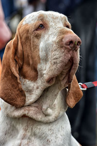 Close-up of dog looking away