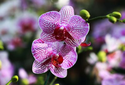 Close-up of pink flowering plant