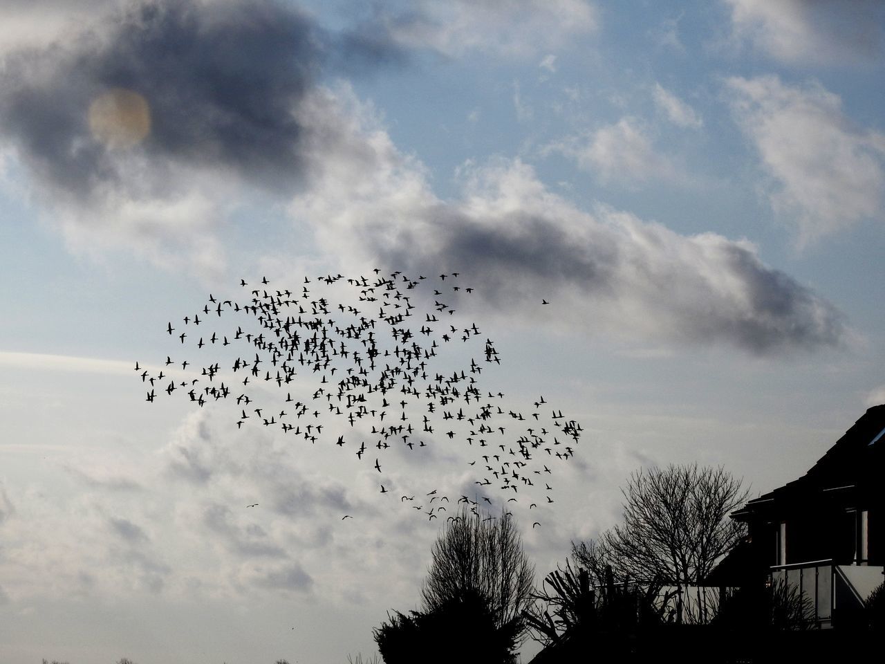 FLOCK OF BIRDS FLYING IN SKY