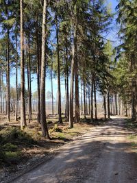 Road amidst trees in forest