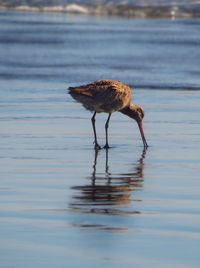 Bird perching on lake