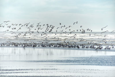 Birds flying over sea against sky