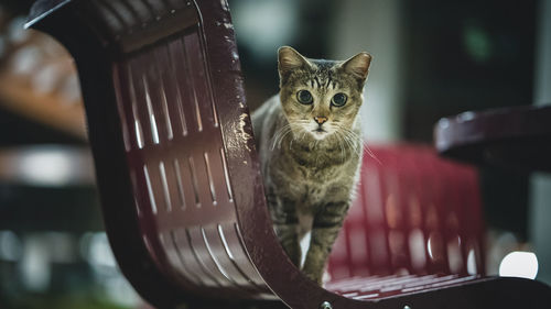 Portrait of cat sitting on chair around the void deck