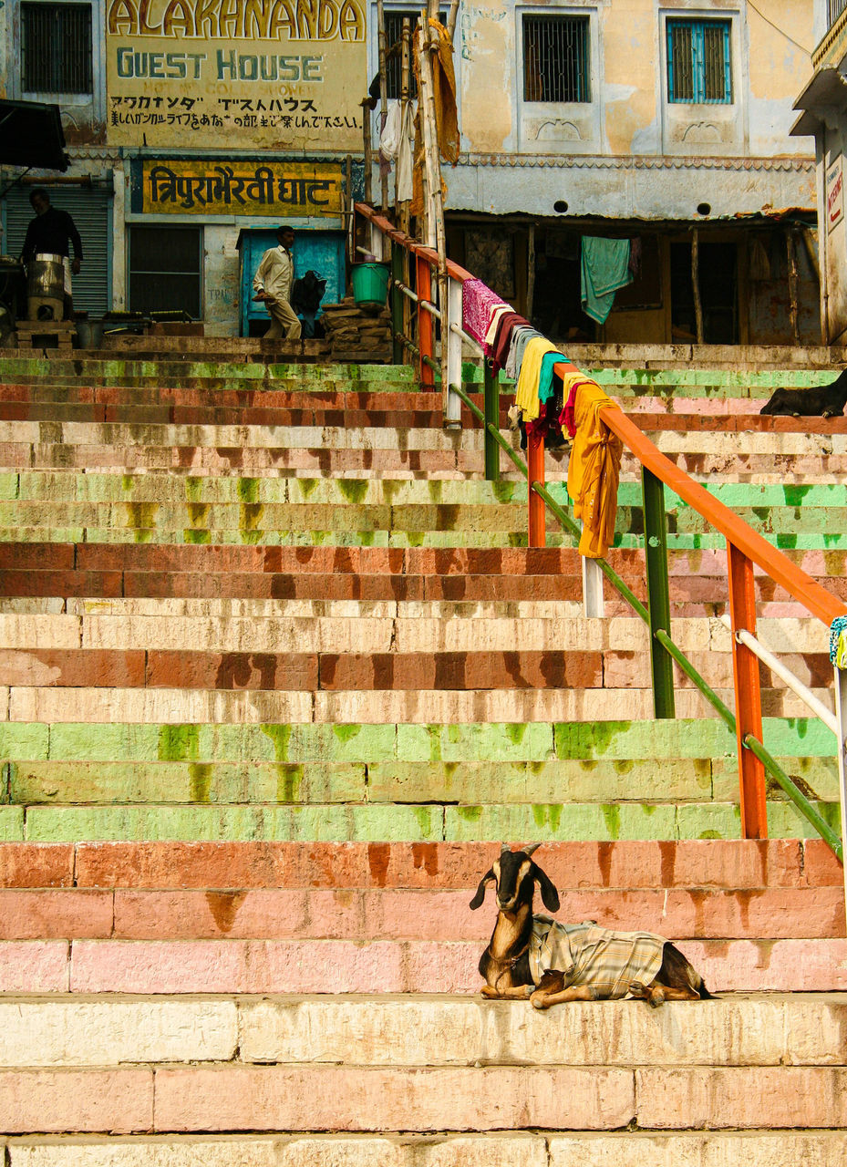 architecture, built structure, building exterior, wall, staircase, day, building, steps and staircases, urban area, nature, outdoors, animal themes, city, sunlight, animal, no people, house, domestic animals, pet, railing