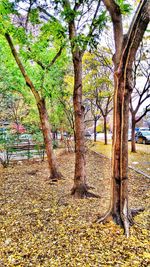Trees growing in park