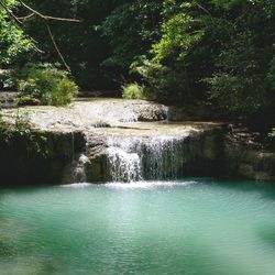 Scenic view of river in forest