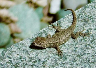 Close-up of lizard on rock