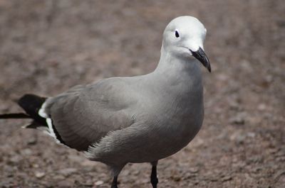 Close-up of seagull on field