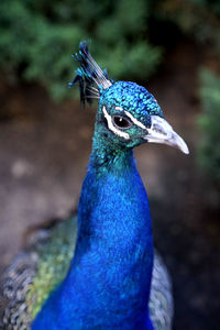 Close-up of peacock