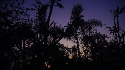 Low angle view of silhouette trees against sky at night