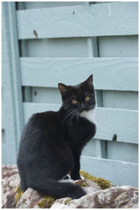 Portrait of cat sitting on wall