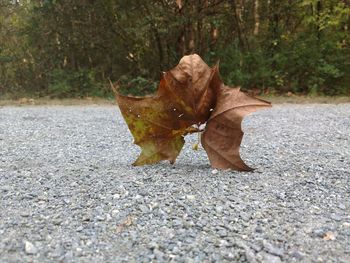 Close-up of dry leaf on road