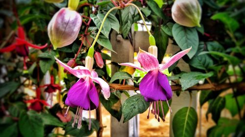 Close-up of purple flowering plant