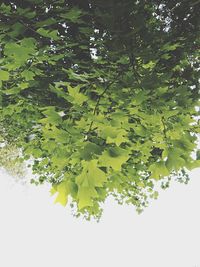 Low angle view of tree branches