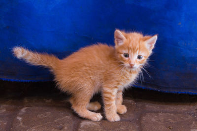 Portrait of ginger cat sitting