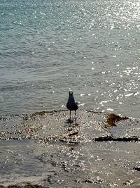 Bird perching on swimming in sea