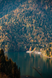 Scenic view of lake in forest