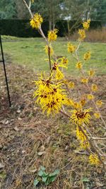 Close-up of yellow flowers blooming in field