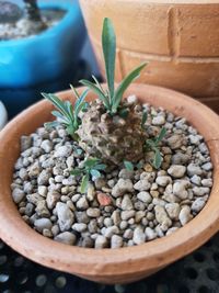 High angle view of potted plant in container