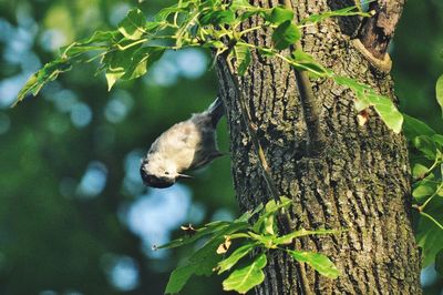 View of a bird perching on the side of a tree