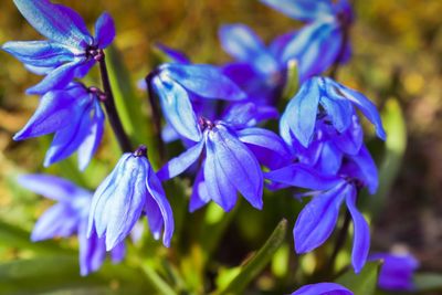 Close-up of purple flowering plants in park