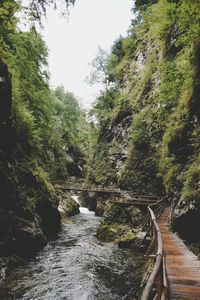 Bridge over river amidst trees in forest