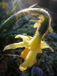 Close-up of yellow rose on plant