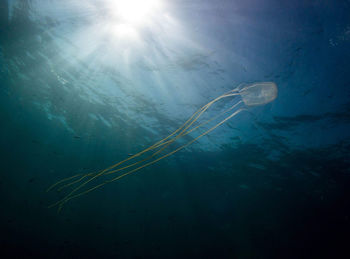 Low angle view of jellyfish swimming in sea