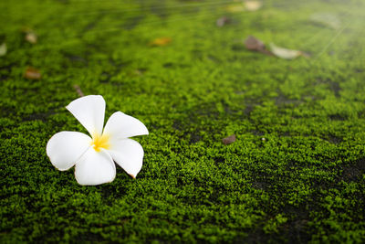 Close-up of white flowering plants