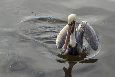 High angle view of pelican swimming in water with wings partway up and reflection