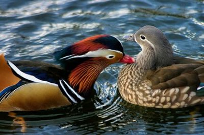 Close-up of mallard ducks in water