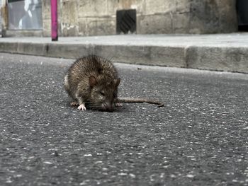 animal
