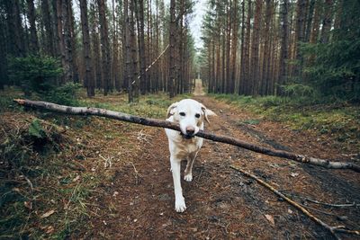 Dog running in a forest