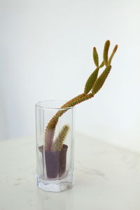 Close-up of drink in glass on table