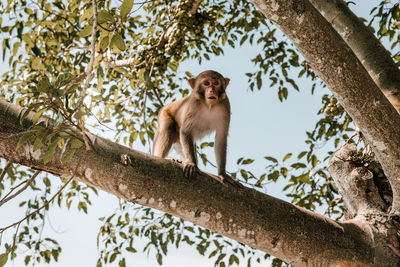 Low angle view of monkey sitting on tree