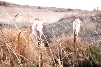 Close-up of dry plant on field against sky